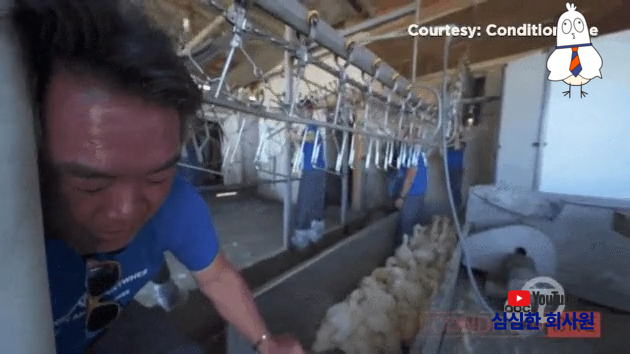 닭 가공공장에 쳐들어간 동물보호단체의 최후